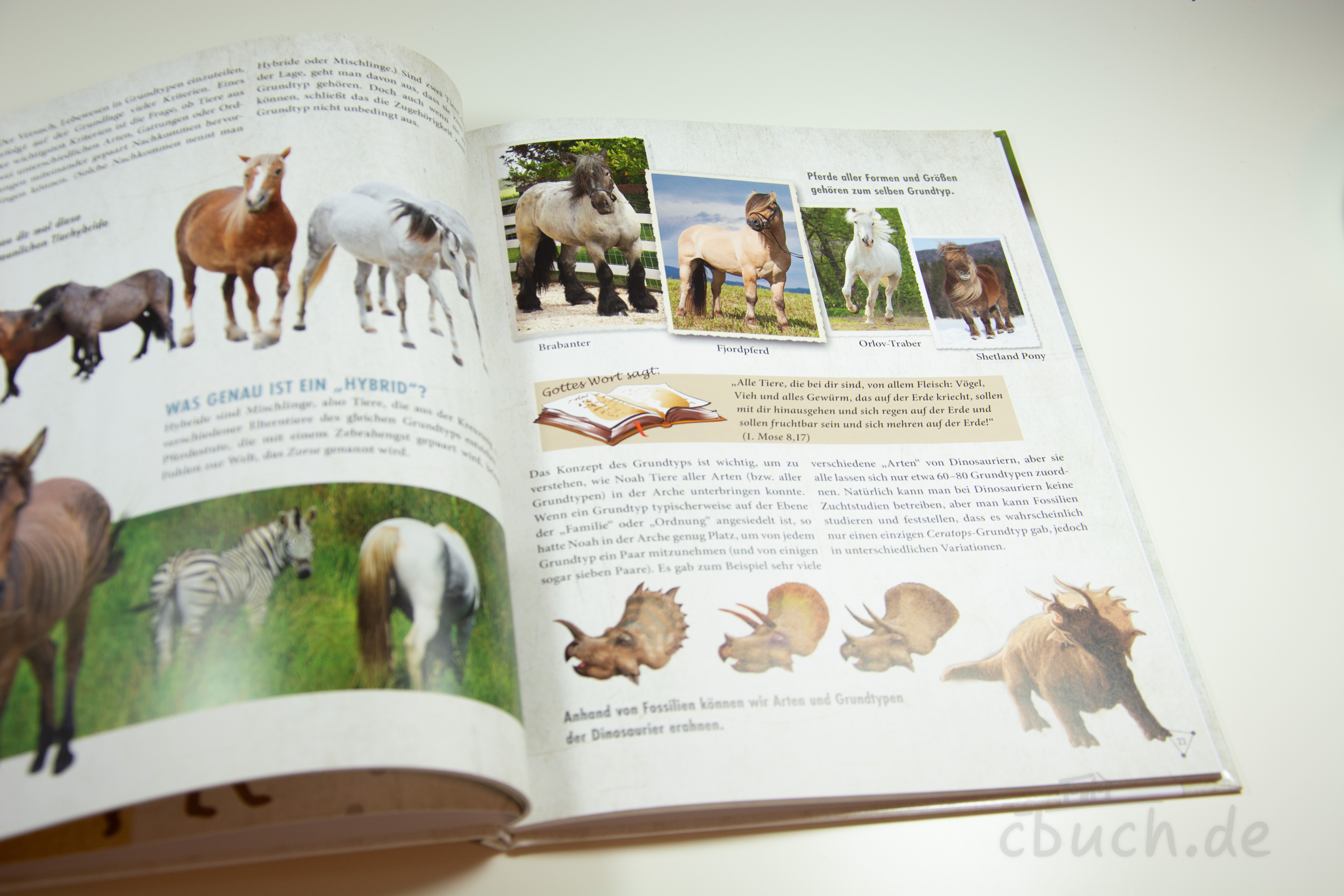 Offenes Kinderbuch mit Pferdebildern und Dinosaurierzeichnun