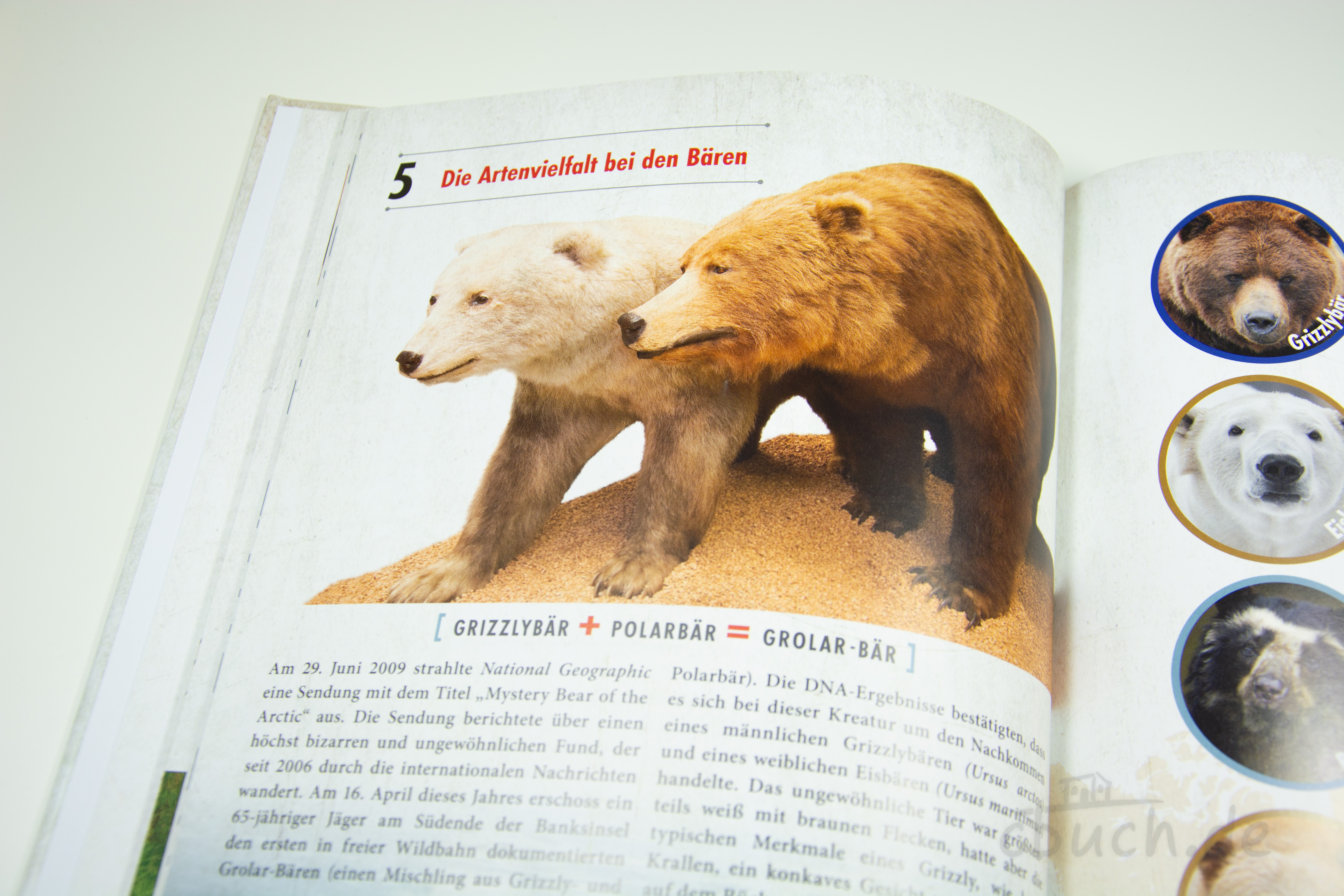Illustration von Grizzlybär und Polarbär in einem Buch
